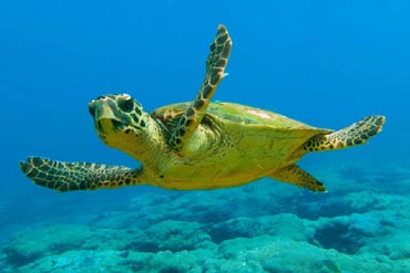 Turtle spotting (underwater)